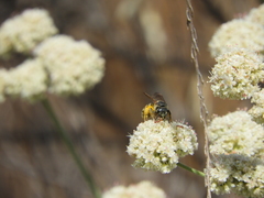 Halictus farinosus