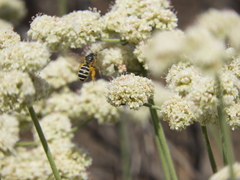Halictus farinosus