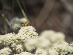 Halictus farinosus