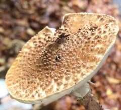 Lepiota castanea