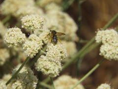 Halictus farinosus