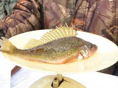 Gymnocephalus cernua