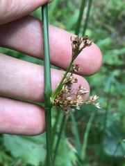 Juncus inflexus