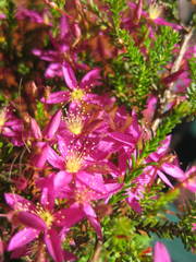 Calytrix fraseri