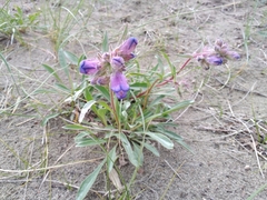 Penstemon gormanii