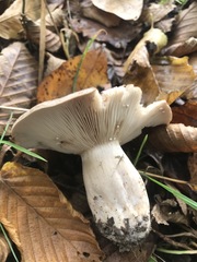 Lactarius circellatus