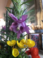Aquilegia atrata