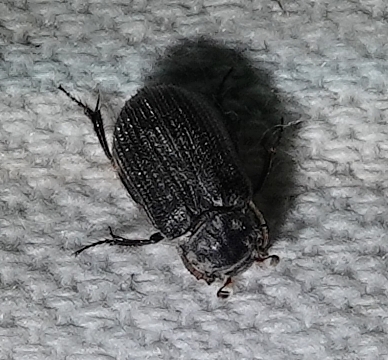 Trox atrox