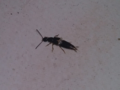 Staphylinini