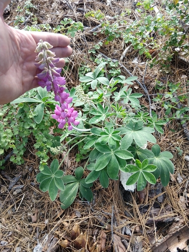 Image of Lupinus cervinus by no rights reserved