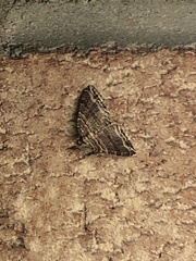 Anticlea multiferata