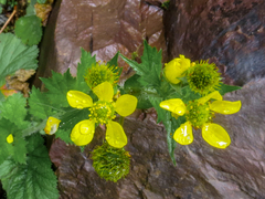 Geum macrophyllum perincisum