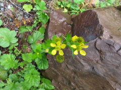 Geum macrophyllum perincisum