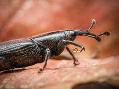 Odoiporus longicollis