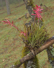 Tillandsia gymnobotrya