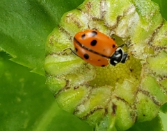 Hippodamia convergens