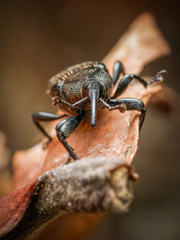 Odoiporus longicollis