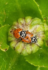 Hippodamia convergens