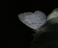 Spalgis lemolea lemolea