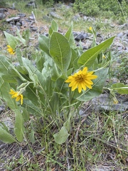 Wyethia mollis
