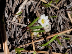 Lewisia triphylla