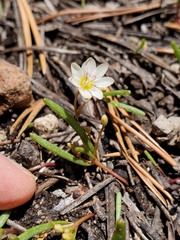 Lewisia triphylla