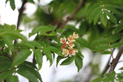 Sorbus sambucifolia