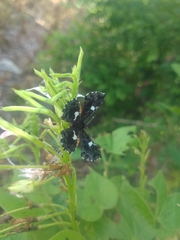 Calydna sturnula