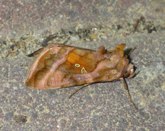 Autographa jota