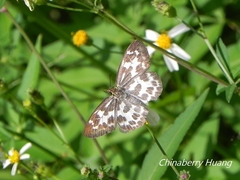 Abraximorpha davidii