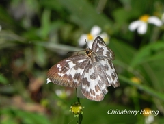 Abraximorpha davidii