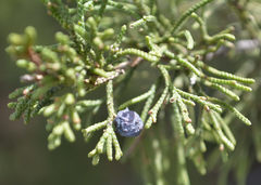 Juniperus angosturana