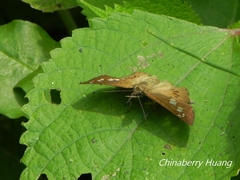 Seseria formosana