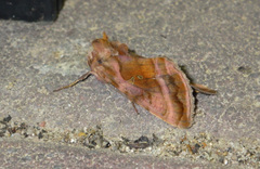Autographa jota