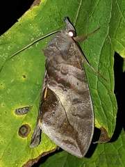 Eudocima serpentifera