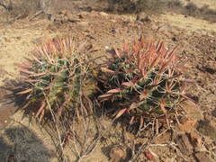 Ferocactus recurvus