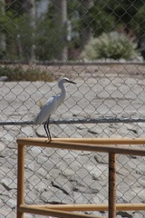 Egretta thula