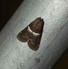 Elegia similella