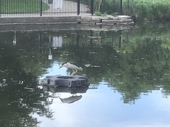 Nycticorax nycticorax