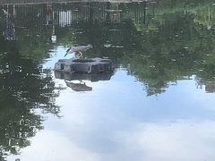Nycticorax nycticorax