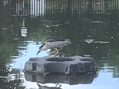 Nycticorax nycticorax