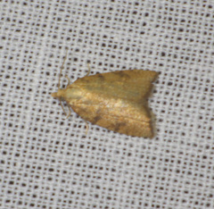 Aleimma loeflingiana