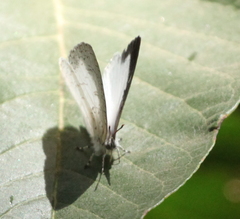 Spalgis lemolea lemolea