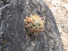 Ferocactus recurvus