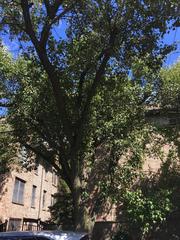Pyrus calleryana