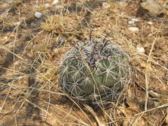 Coryphantha pallida
