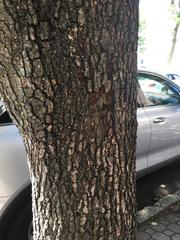 Pyrus calleryana