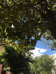 Pyrus calleryana