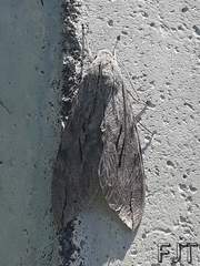Sphinx leucophaeata