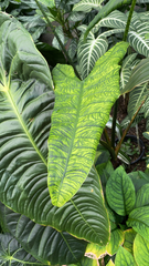 Alocasia zebrina